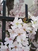 Cerisier du Japon, en fleurs (Lyon, 2019-03) (2)